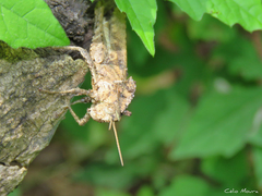 Xyleus discoideus angulatus