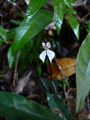 Disperis tripetaloides image