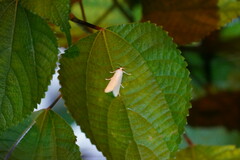 Scirpophaga praelata