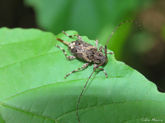 Oedopeza ocellator