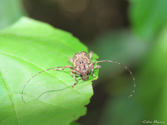 Oedopeza ocellator