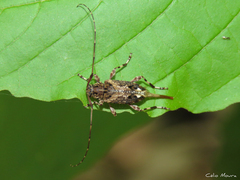 Oedopeza ocellator