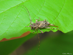 Oedopeza ocellator
