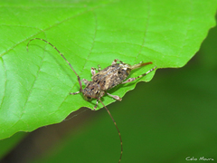 Oedopeza ocellator