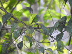 Ixothraupis punctata