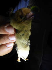 Lasiurus ega