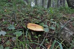 Boletus betulicola