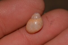Phasianella solida