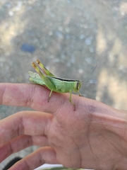 Heteracris pterosticha