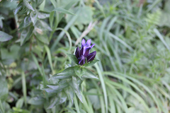Gentiana dschungarica