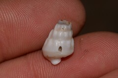 Rhinoclavis bituberculata