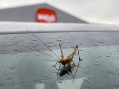 Conocephalus attenuatus