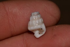 Rhinoclavis bituberculata