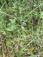 Galium pumilum