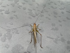 Conocephalus attenuatus