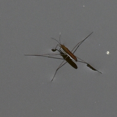 Limnoporus dissortis