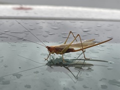 Conocephalus attenuatus