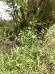 Galium pumilum
