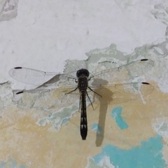 Micrathyria aequalis