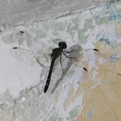 Micrathyria aequalis