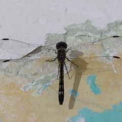 Micrathyria aequalis