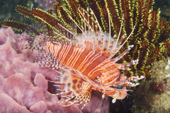 Pterois paucispinula