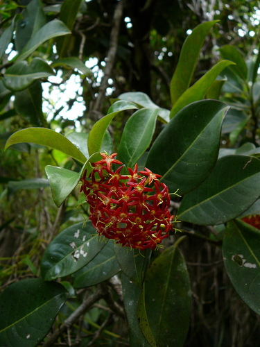 Danais fragrans image