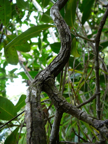 Danais fragrans image