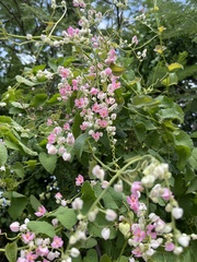 Antigonon leptopus