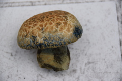 Gyroporus cyanescens