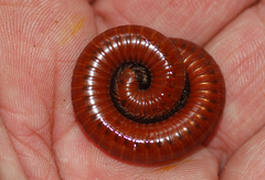 Pachyiulus hungaricus