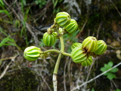 Coptosperma mitochondrioides