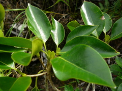 Coptosperma mitochondrioides
