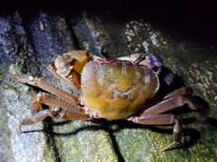 Potamiscus montosus