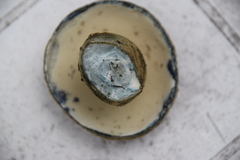 Gyroporus cyanescens