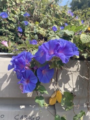 Ipomoea indica