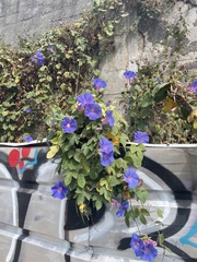 Ipomoea indica