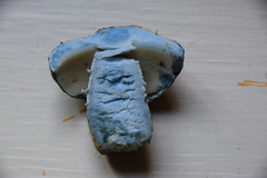 Gyroporus cyanescens