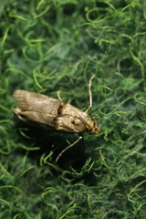 Trachonitis cristella