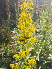 Solidago virgaurea