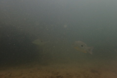 Lutjanus russellii