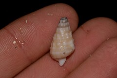 Rhinoclavis bituberculata