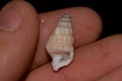 Rhinoclavis bituberculata