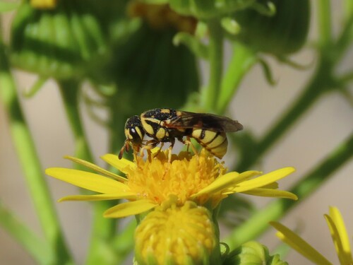 Jugurtia dispar