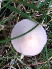 Conocybe apala albipes