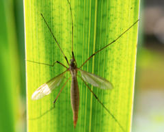 Tipula paludosa