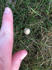 Conocybe apala albipes
