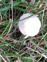 Conocybe apala albipes