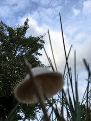 Conocybe apala albipes