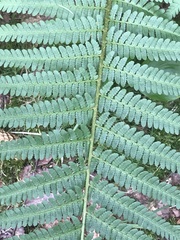 Dryopteris filix-mas